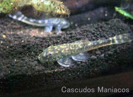 parotocinclus_spilosoma_1.jpg